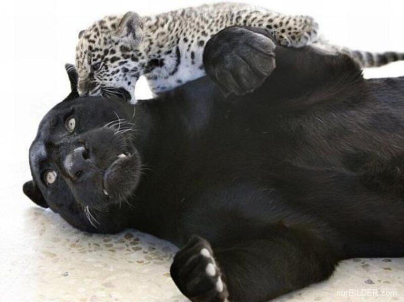 Black and Spotted Jaguar Cubs — Playful