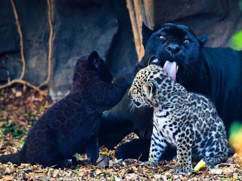 Black and Spotted Jaguar Cubs