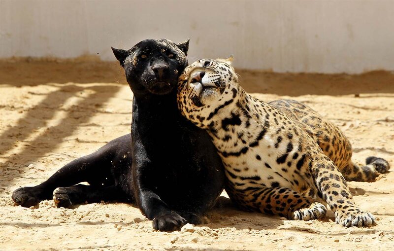Black and Spotted Jaguar