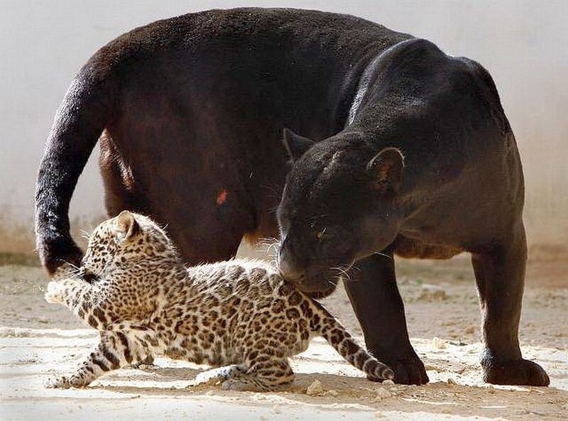 Black and Spotted Leopard