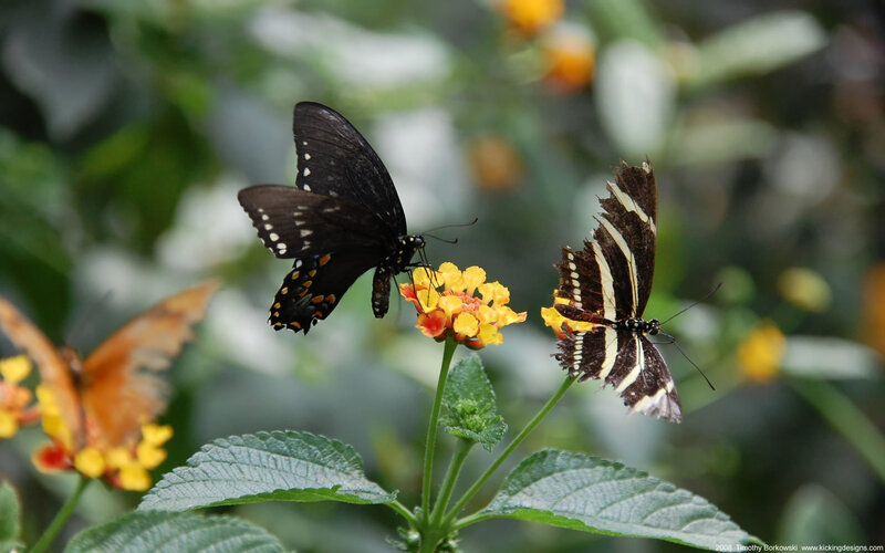 Black and Striped Butterflies