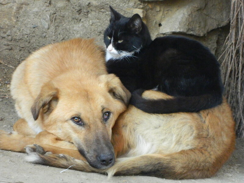 Black and Tan Cat