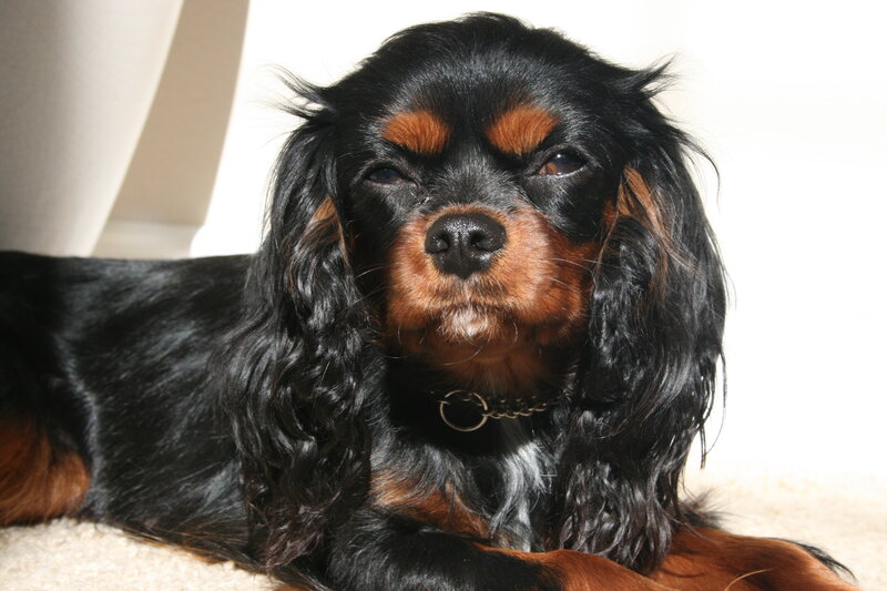 black and tan cavalier king charles spaniel