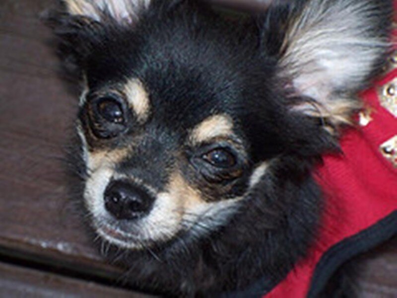 Black and Tan Chihuahua — Calm