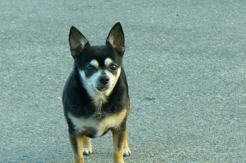 black and tan chihuahua on pavement