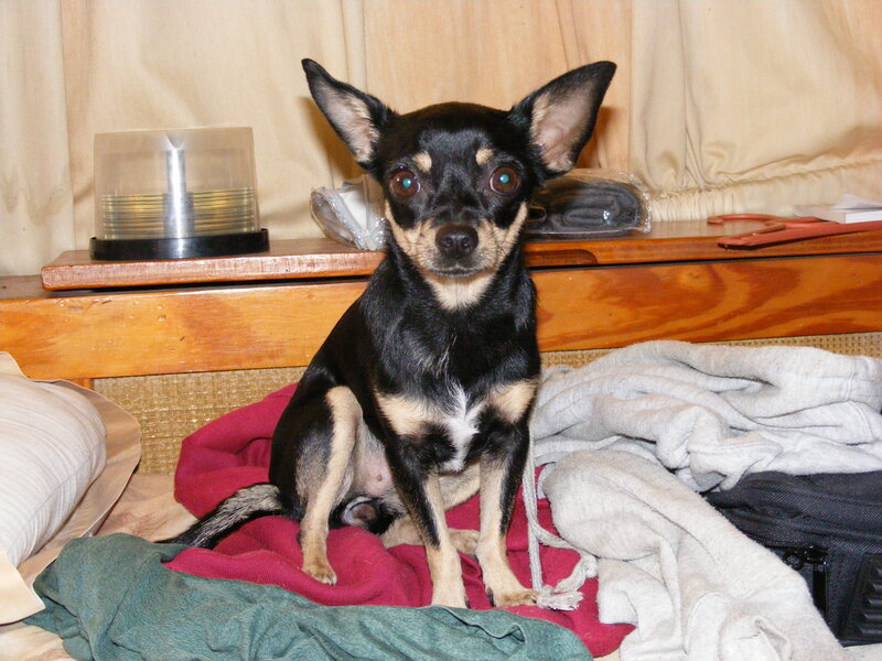 Black and Tan Chihuahua