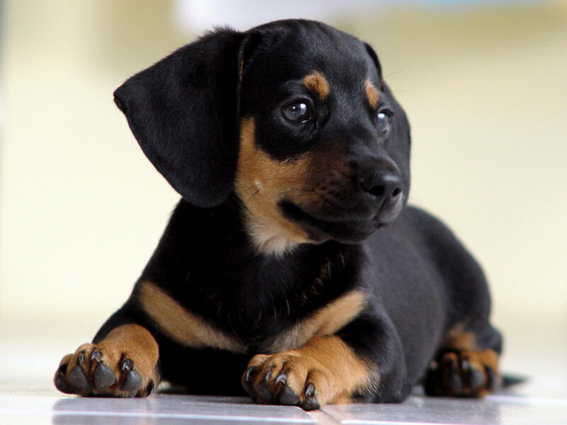 black and tan dachshund puppy
