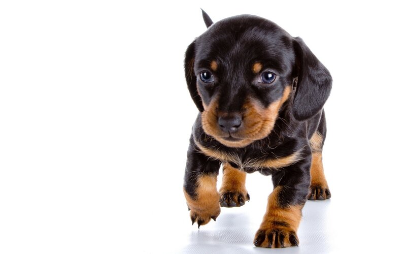 black and tan dachshund puppy
