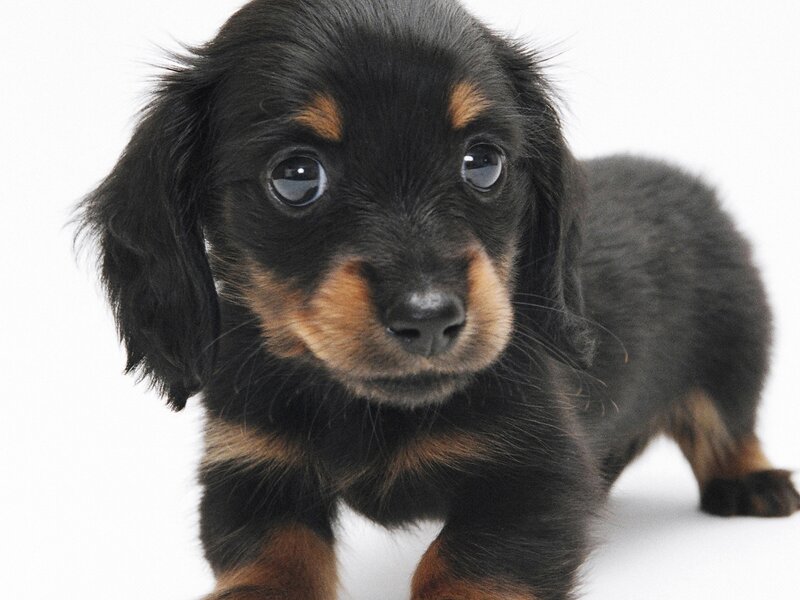 black and tan dachshund puppy