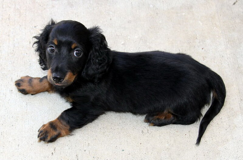 Black and Tan Dachshund Puppy — Calm