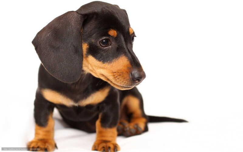 black and tan dachshund puppy