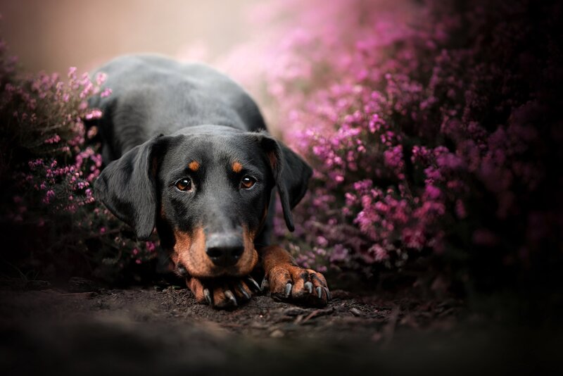 Black and Tan Dachshund