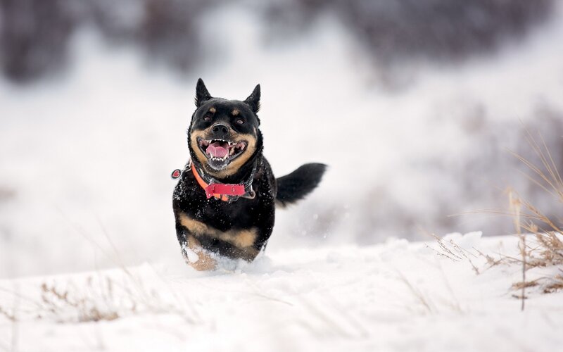 Black and Tan Dog — Active, Winter