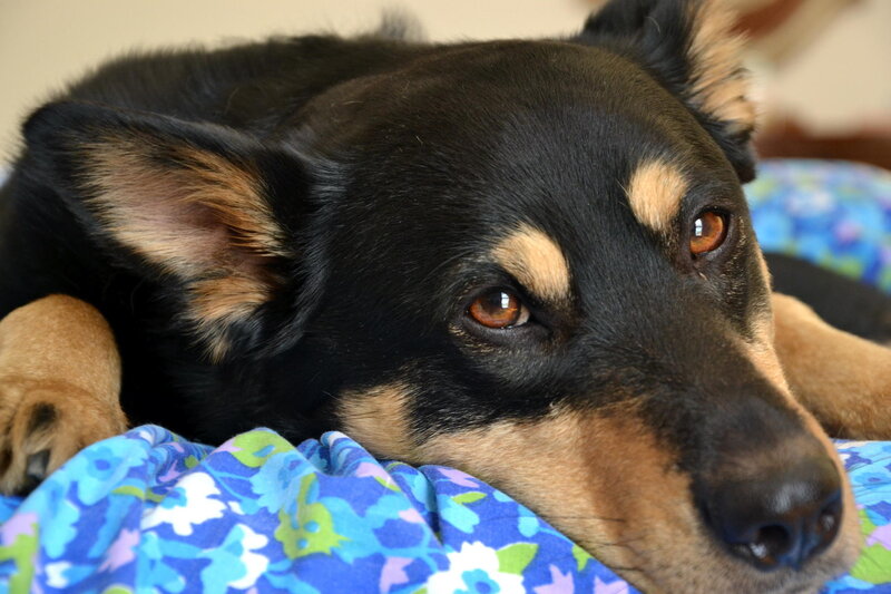 Black and Tan Dog — Blue, Calm