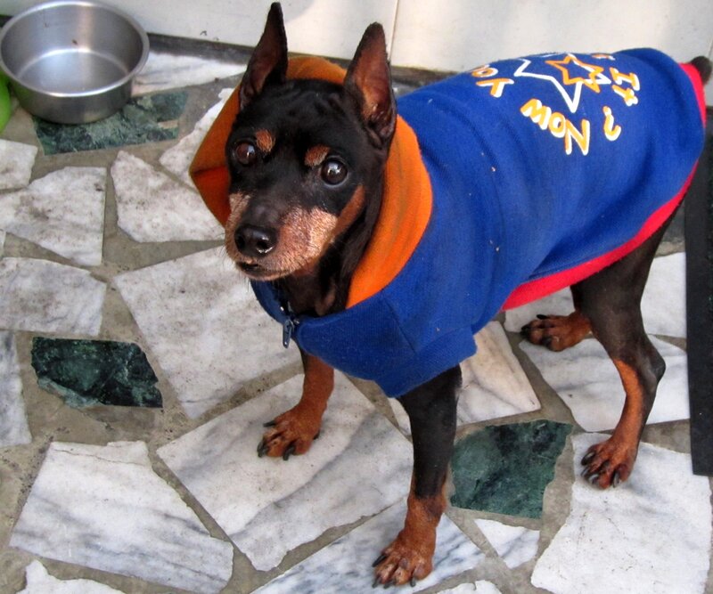 Black and Tan Dog — Blue