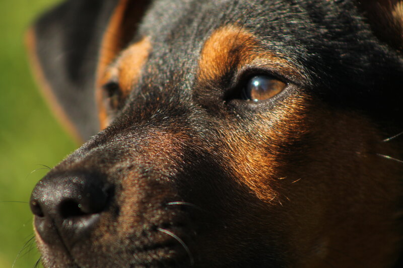 Black and Tan Dog — Brown, Calm, Afternoon, Photograph