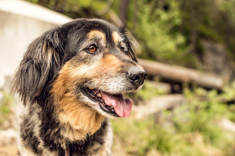 Black and Tan Dog — Brown, Calm, Afternoon