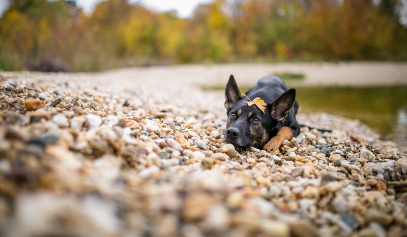 Black and Tan Dog — Brown, Calm, Autumn, Photograph, Leaf