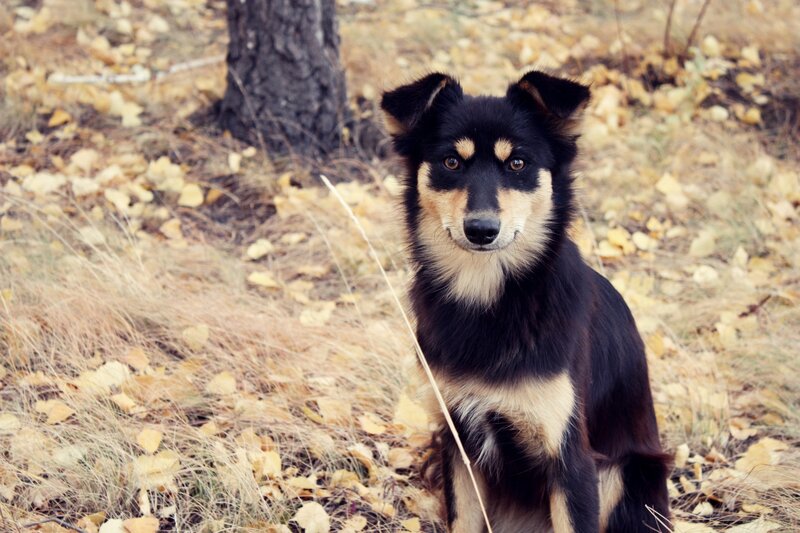 Black and Tan Dog — Brown, Calm, Autumn, Photograph