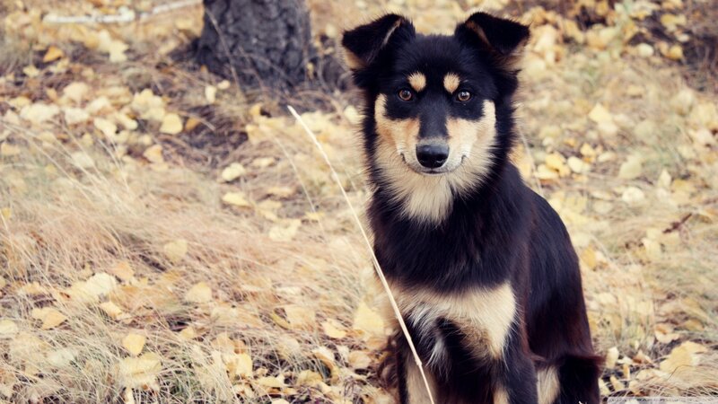 Black and Tan Dog — Brown, Calm, Autumn