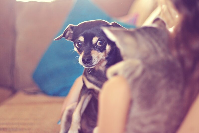 Black and Tan Dog — Brown, Calm, Photograph