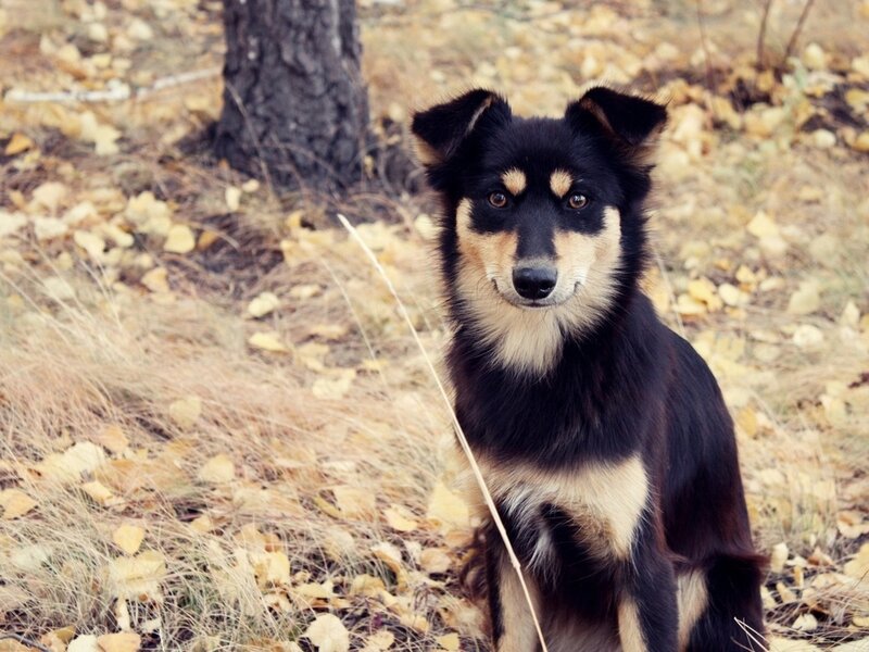 Black and Tan Dog — Brown, Calm