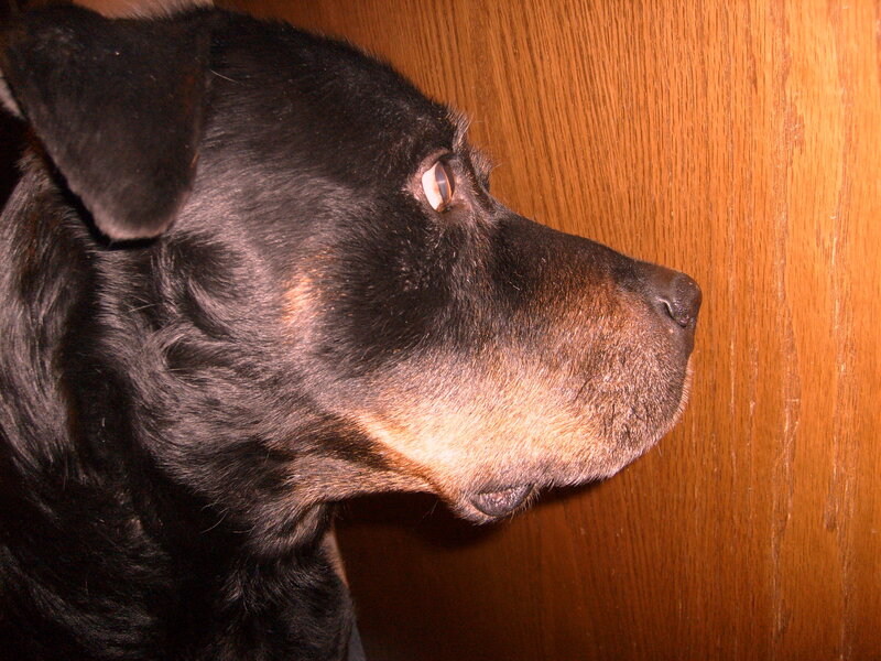 Black and Tan Dog — Brown