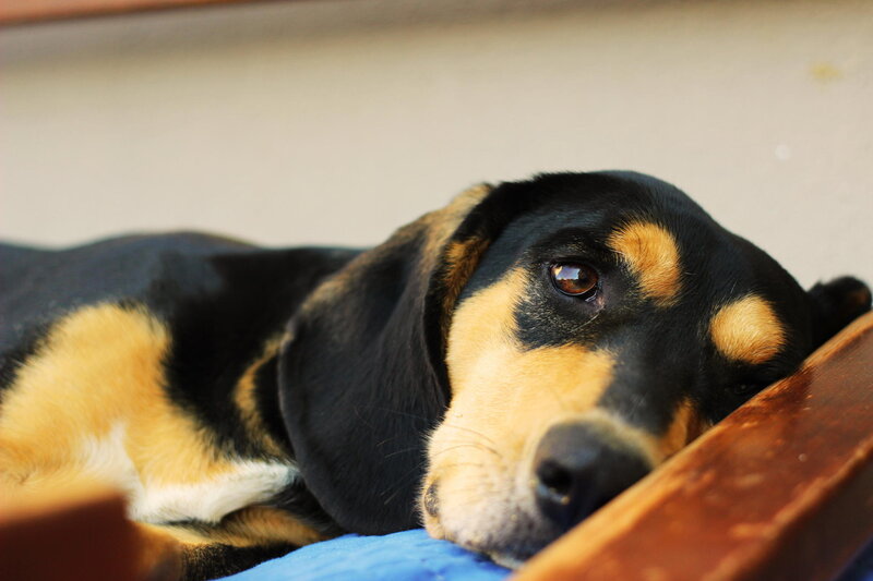 Black and Tan Dog — Calm, Afternoon, Photograph, Blue Blanket