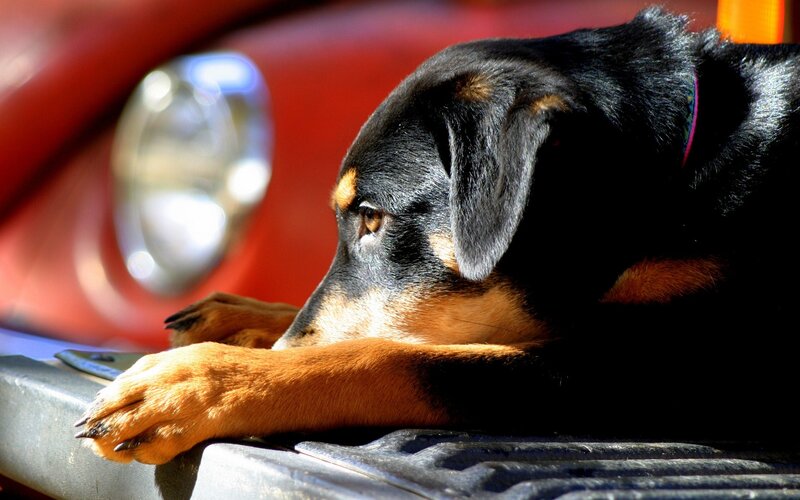 Black and Tan Dog — Calm, Afternoon, Photograph, Car, Headlight