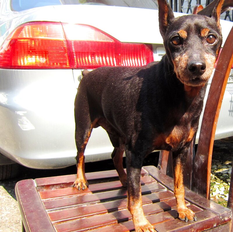 Black and Tan Dog — Calm, Afternoon, Photograph, Car