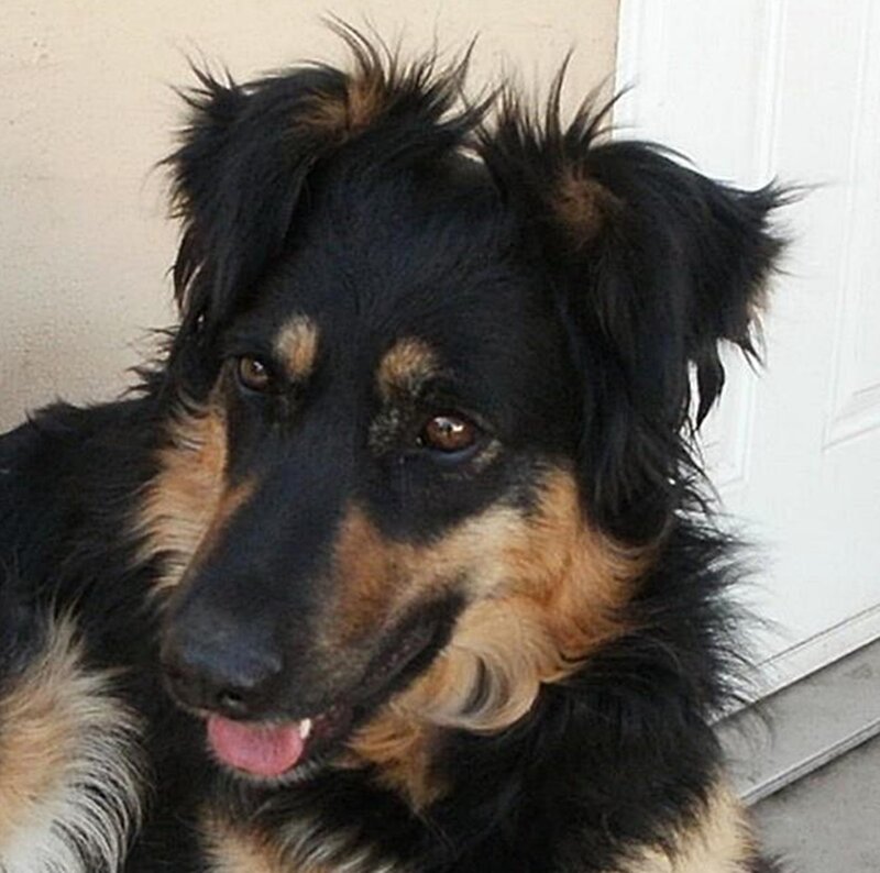 Black and Tan Dog — Calm, Afternoon, Photograph, Door