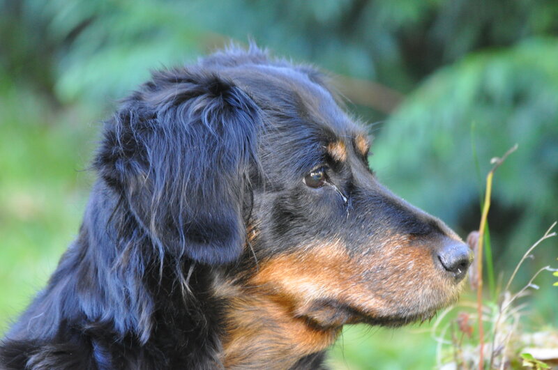 Black and Tan Dog — Calm, Afternoon, Photograph, Green Foliage