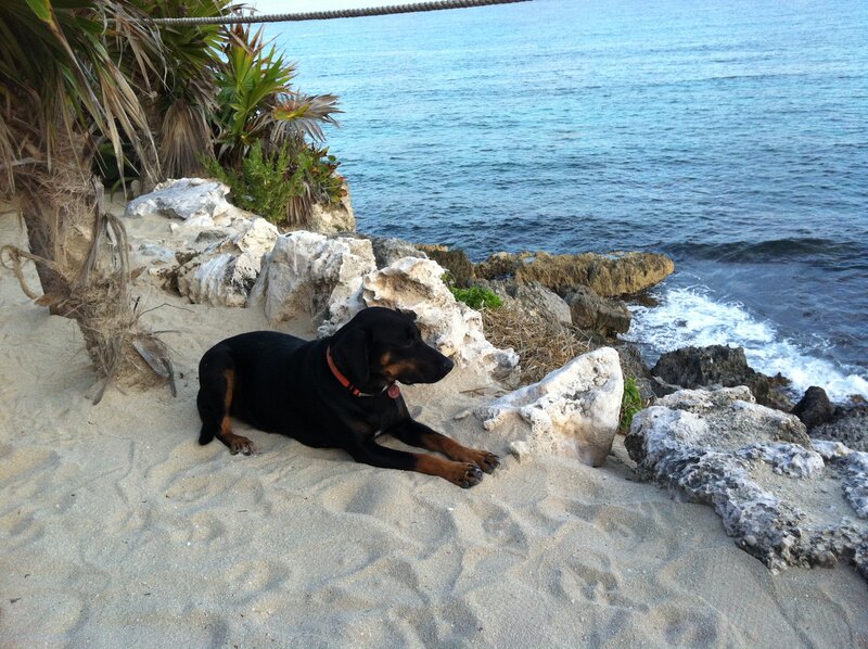 Black and Tan Dog — Calm, Afternoon, Photograph, Sand
