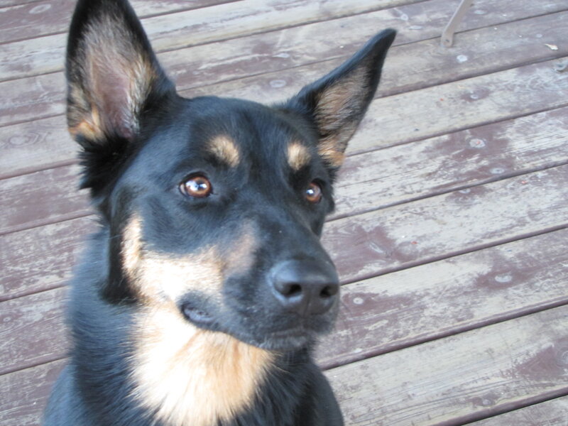 Black and Tan Dog — Calm, Afternoon, Photograph, Wooden Deck