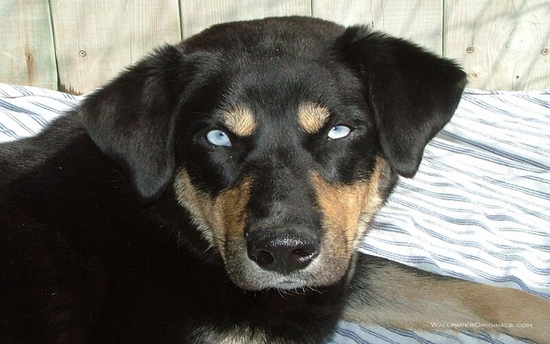Black and Tan Dog — Calm, Afternoon