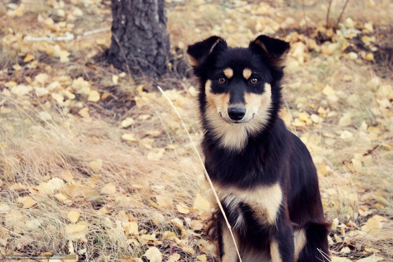 Black and Tan Dog — Calm, Autumn, Photograph, Leaves