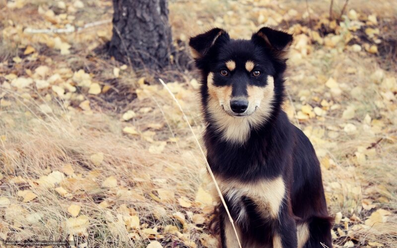 Black and Tan Dog — Calm, Autumn, Photograph, Tree Trunk, Fallen Leaves