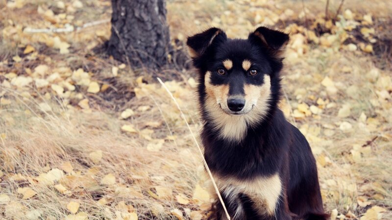 Black and Tan Dog — Calm, Autumn