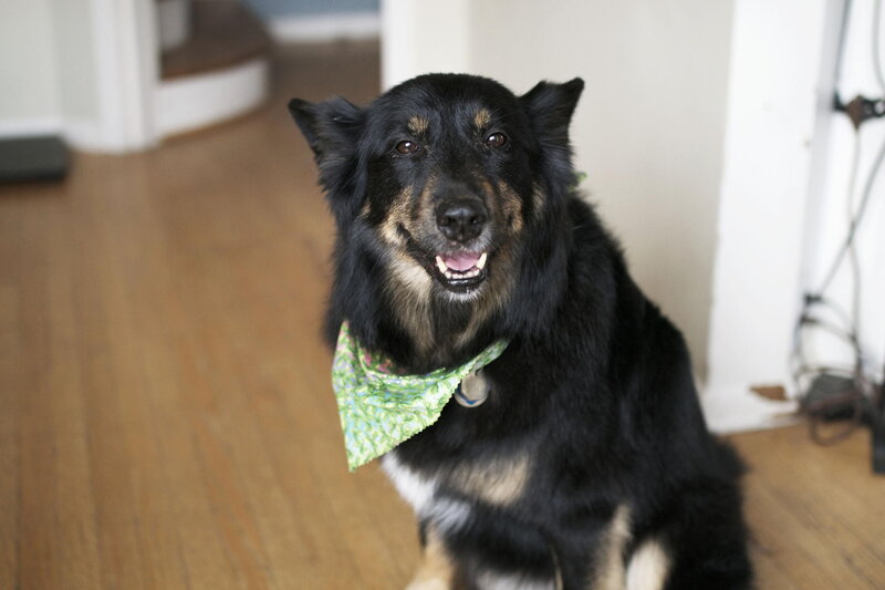 Black and Tan Dog — Calm, Photograph, Bandana