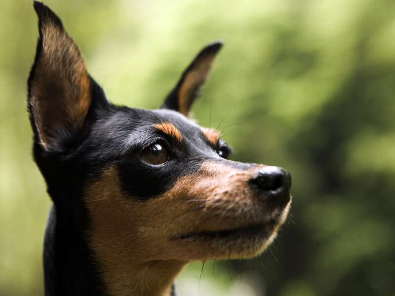 Black and Tan Dog — Calm, Photograph, Ears