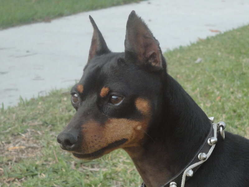 Black and Tan Dog — Calm, Photograph, Grass