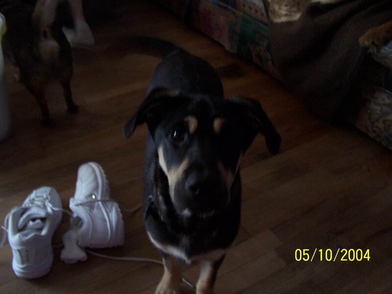 Black and Tan Dog — Calm, Photograph