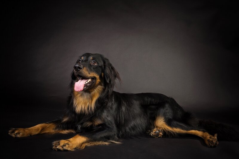 Black and Tan Dog — Calm, Photograph, Tongue