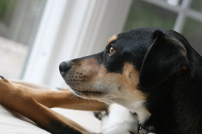Black and Tan Dog — Calm, Photograph, Window