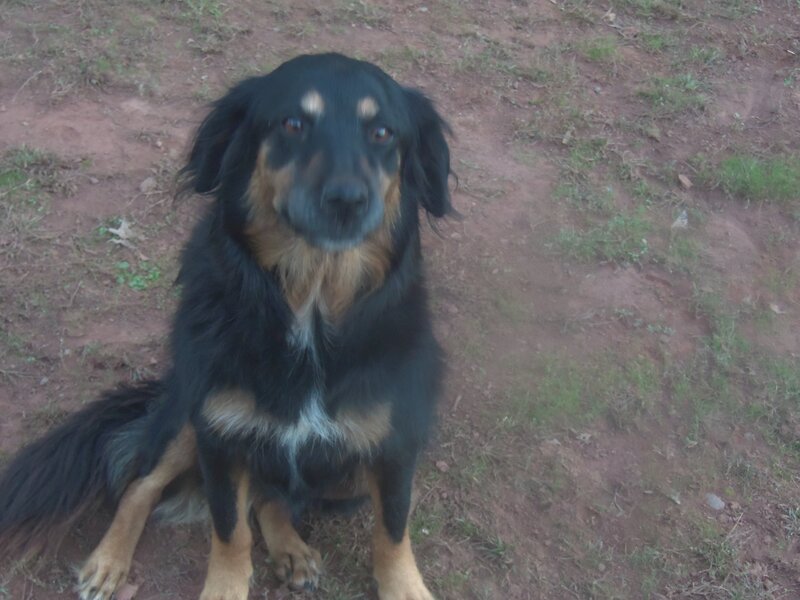Black and Tan Dog — Calm, Sunset