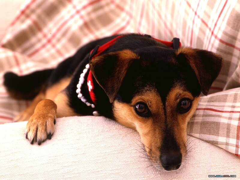 Black and Tan Dog — Calm