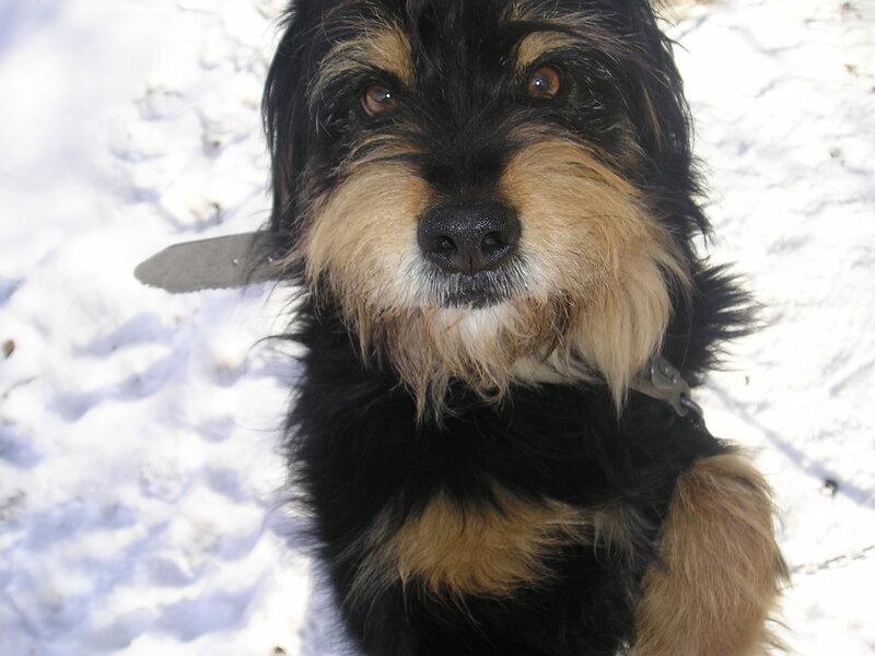 Black and Tan Dog — Calm, Winter, Photograph, Snow, Collar