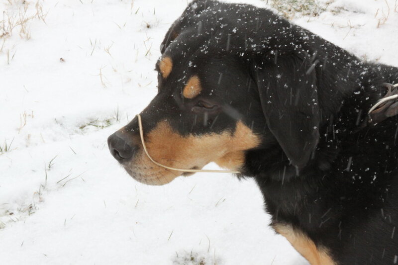 Black and Tan Dog — Calm, Winter, Photograph