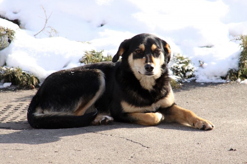 Black and Tan Dog — Calm, Winter