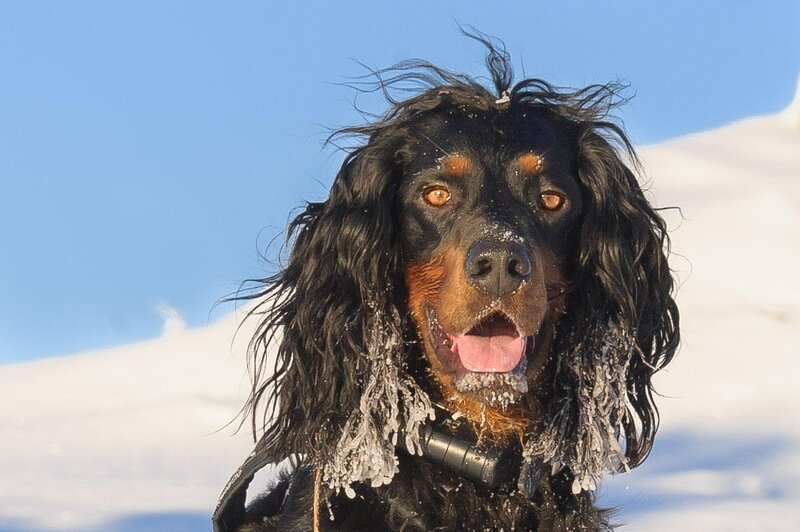 Black and Tan Dog — Cold